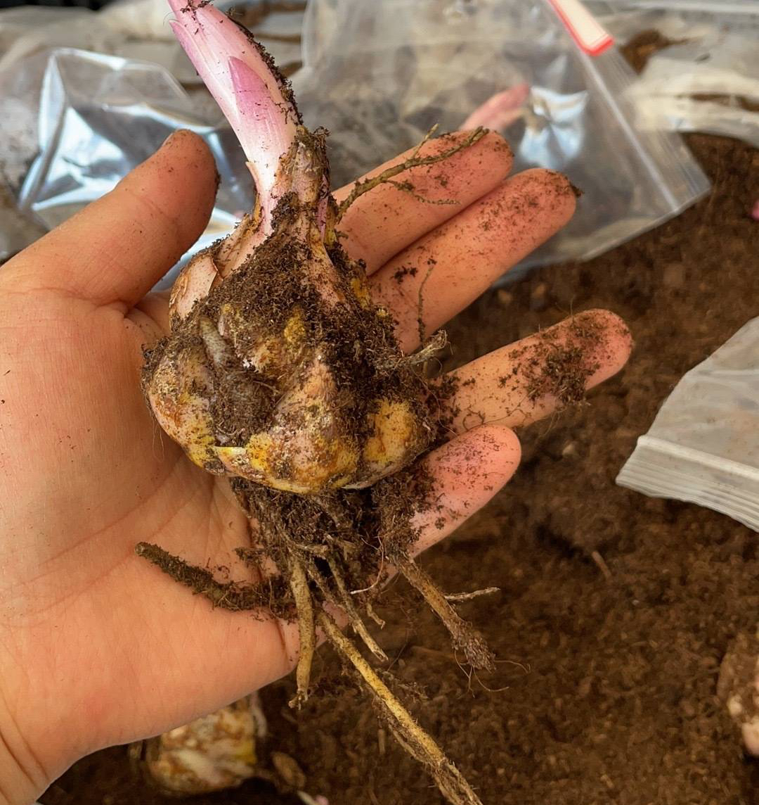 百合花怎样养开花多又好看,百合花怎么养才能开花多旺盛