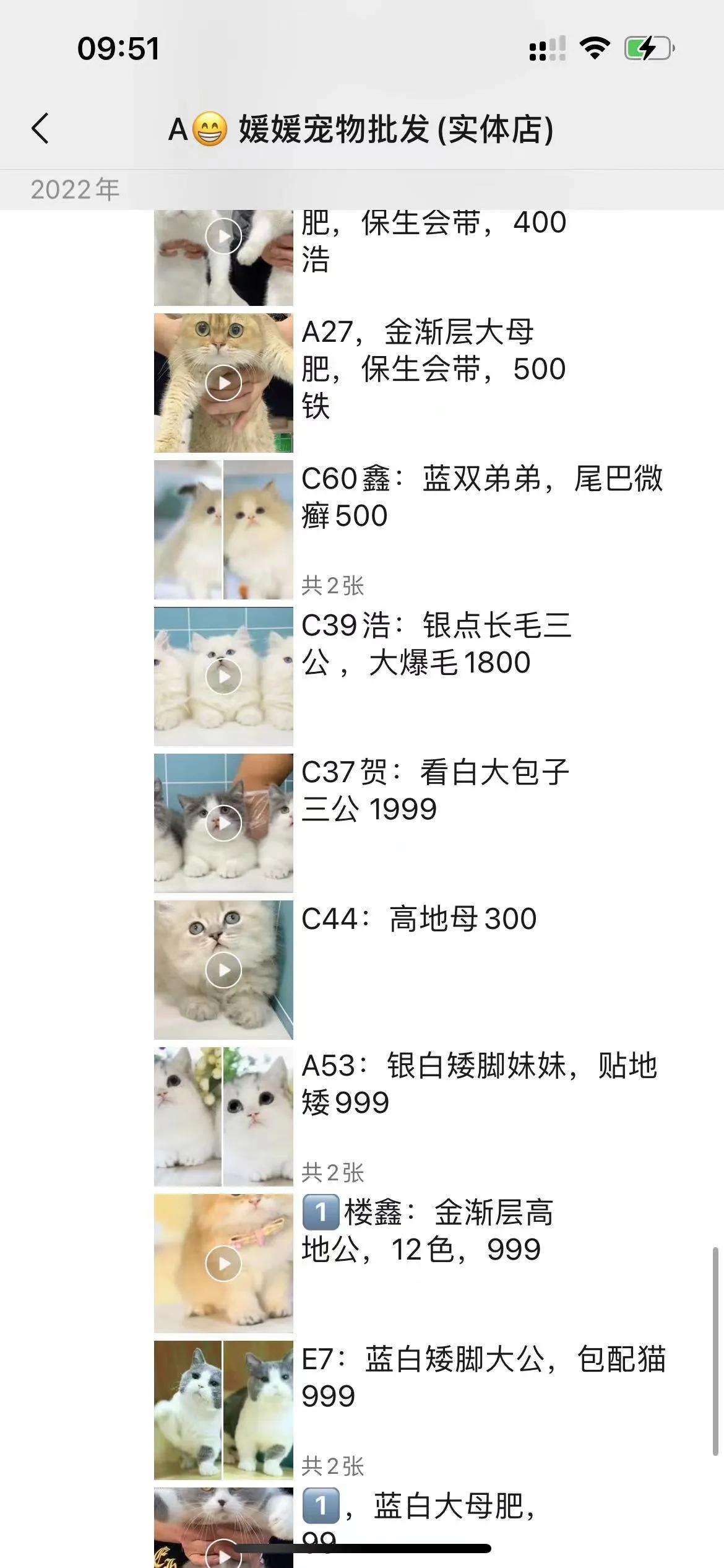 新手想养猫到底是领养还是购买,想养猫咪买什么样的