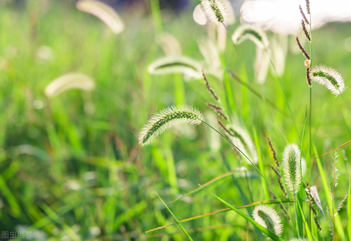 狗尾巴草三瓣,狗尾巴草不白吃