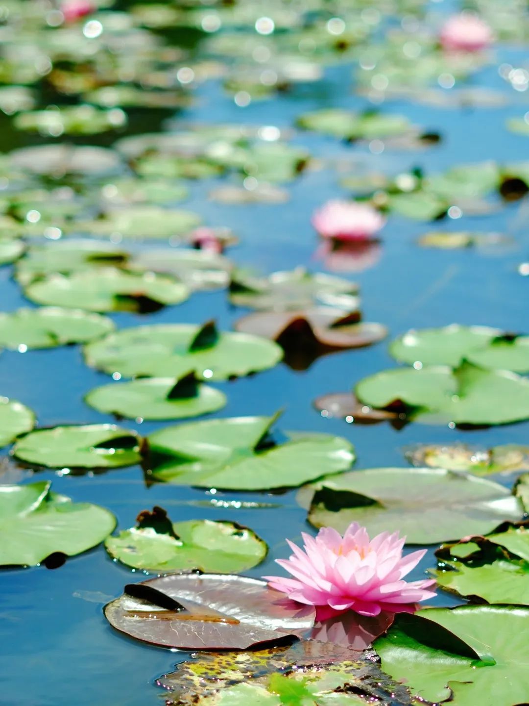 小暑已至！夏日顶流登场，一池荷风，满院莲香，惊艳了整个夏天！