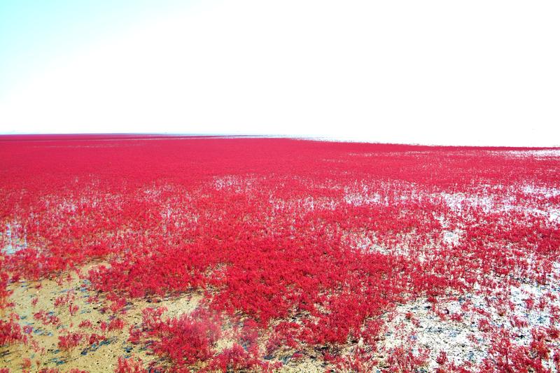 辽宁盘锦在哪个地方,去盘锦旅游哪里好