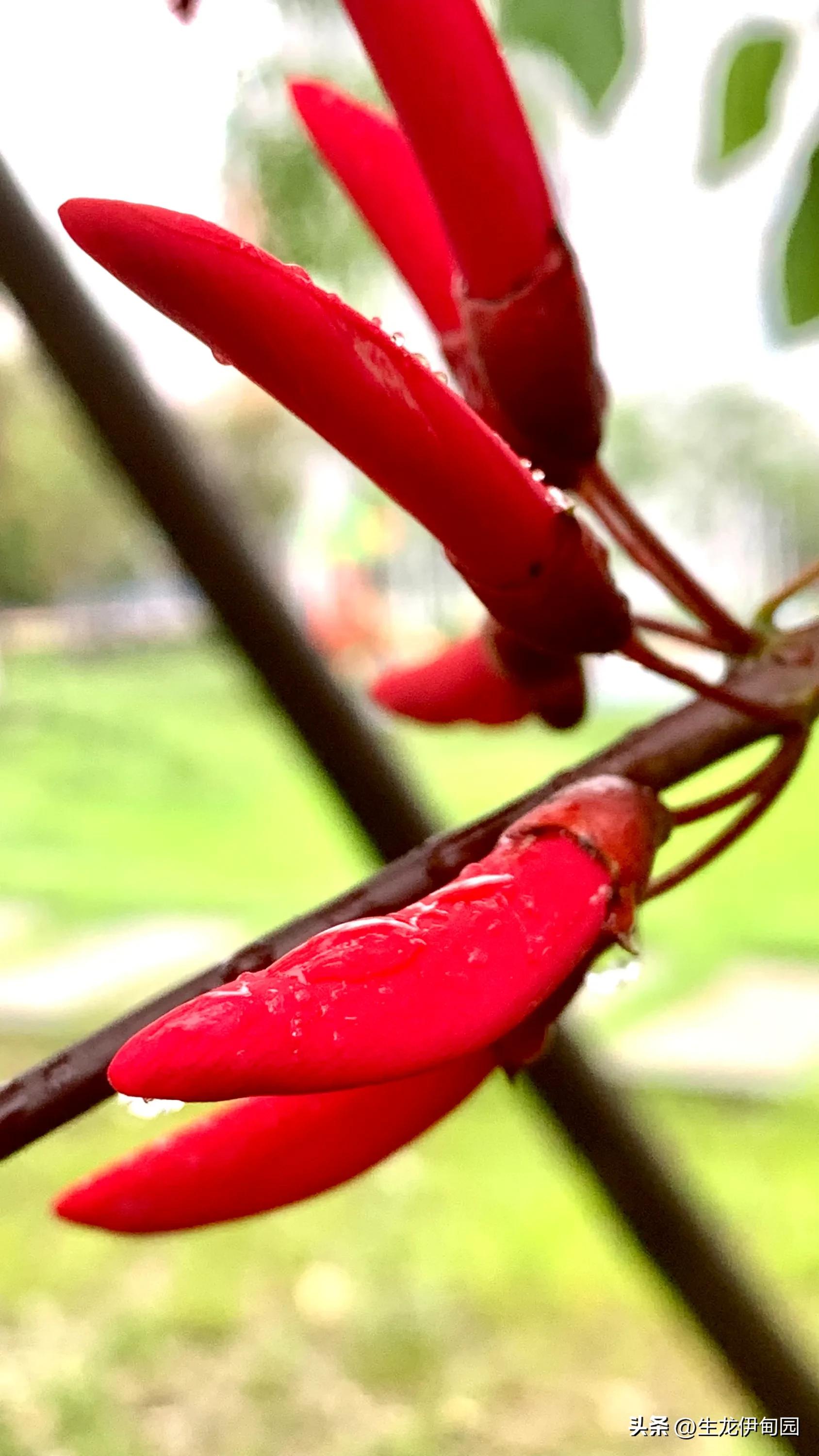 龙牙花作品,龙牙花