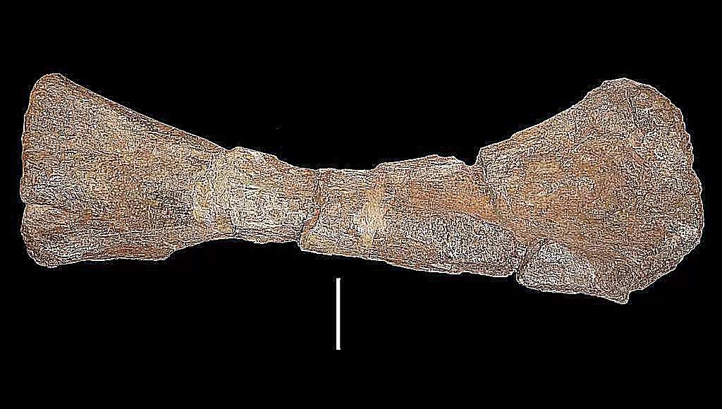 泰坦巨龙图片从哪来的,泰坦巨龙恐龙图片和简介