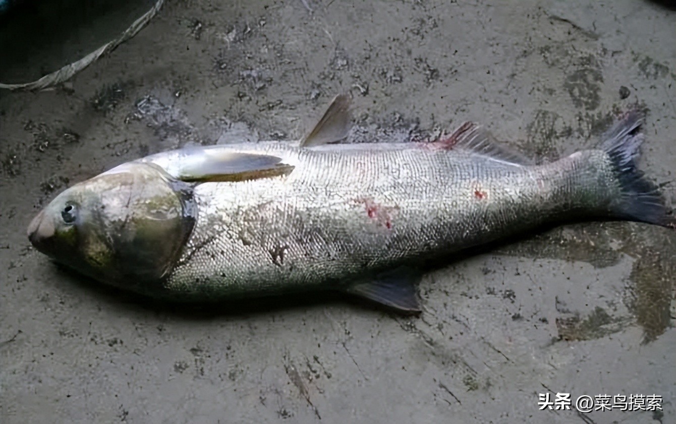 手竿钓鲢鳙的正确钓法,冬季手竿钓鲢鳙怎么钓