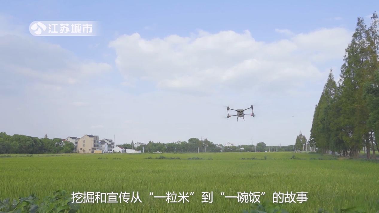 盛泽镇桥南村油菜花,盛泽镇桥南村