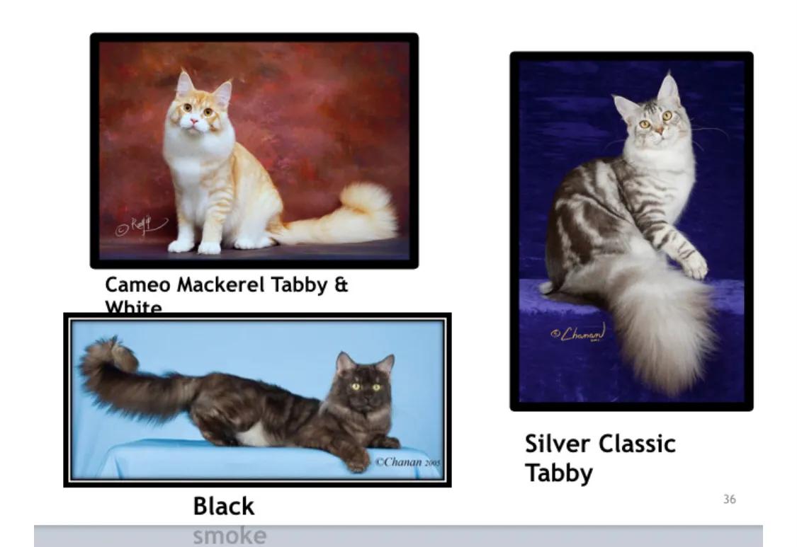 重点布偶和蓝白会配出缅因吗,天选猫耳为什么这么贵