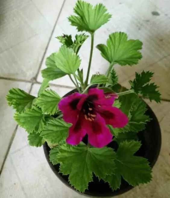 蝴蝶梅怎么扦插,蝴蝶梅花的养护方法