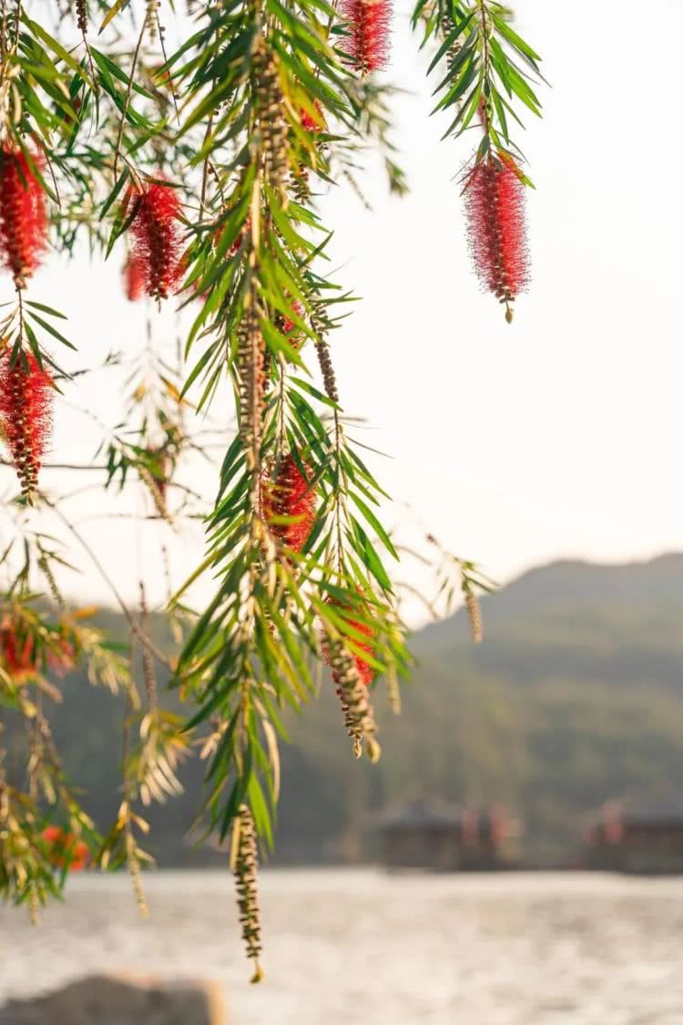 聚龙小镇：离城不离尘的心灵