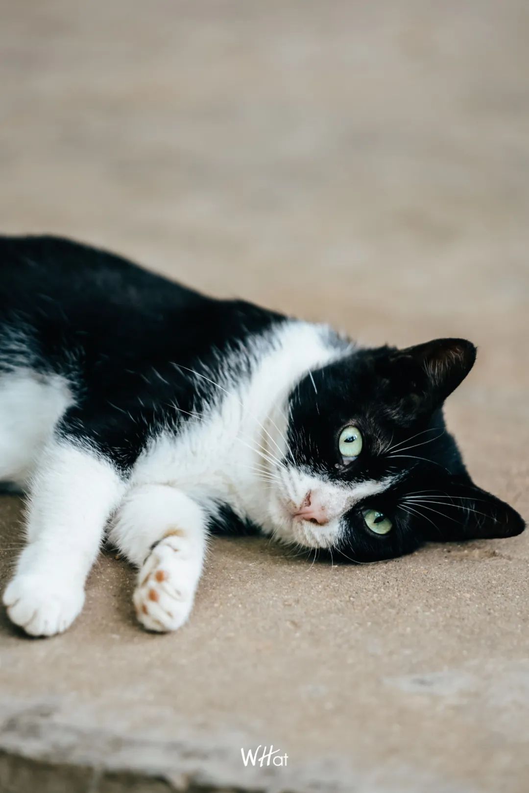 宝通寺后山流浪猫,猫可以治好人的精神内耗吗