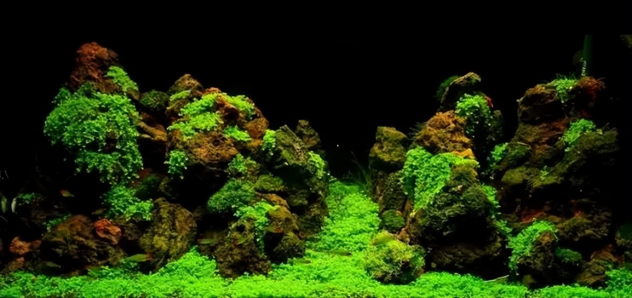 种水草教程什么时候放肥,水草怎么种比较好