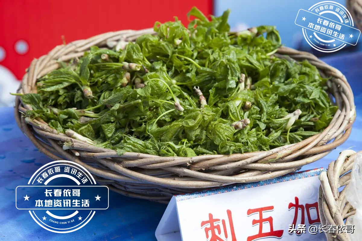 东北第一山珍刺老芽堪比海参,刺老芽刺五加山货