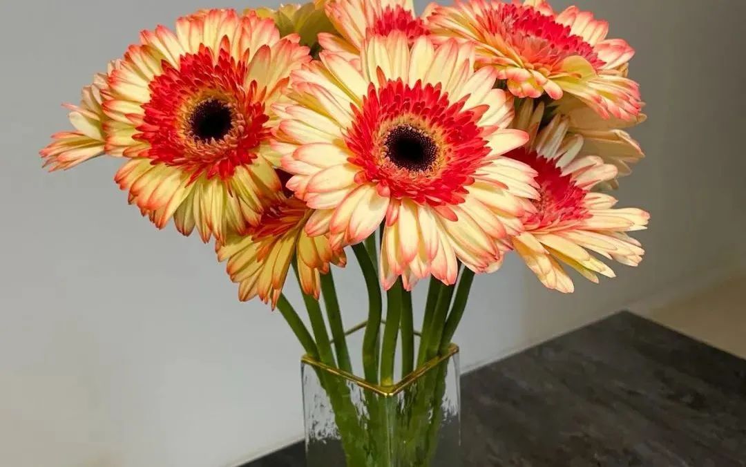 鲜花在水里能养几天会死,新加坡盆栽花卉怎么养