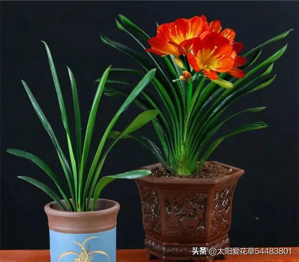 君子兰怎么养才能旺盛容易开花,怎么养君子兰才能开花茂盛