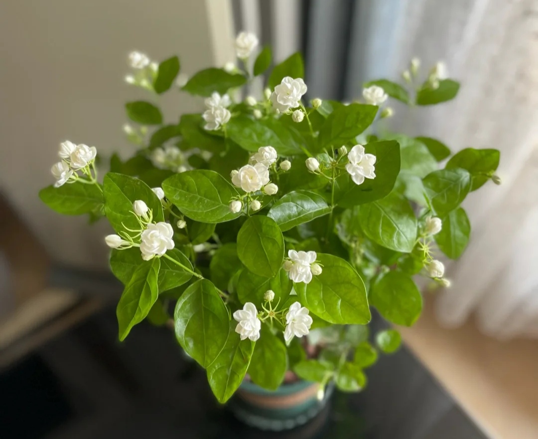 家庭客厅养什么花好看又旺财,客厅最吉祥的三种花