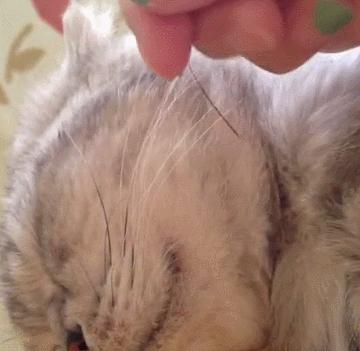 猫咪的胡子正常是怎样的,猫咪的胡须小知识