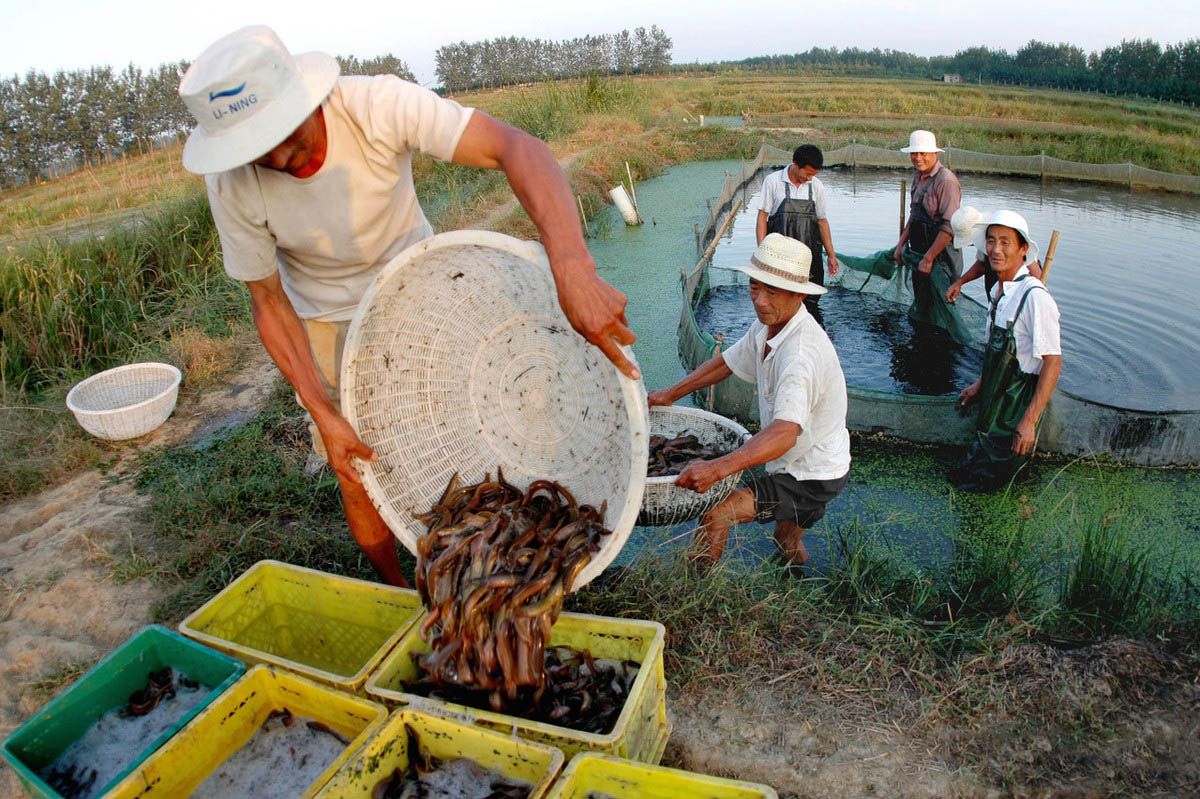 水芹养殖前景怎么样,水芹菜种植前景怎么样
