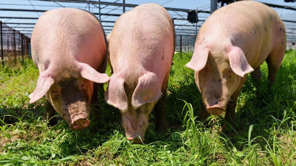 10头猪粪一年能挣多少钱,一亩猪粪有多少利润