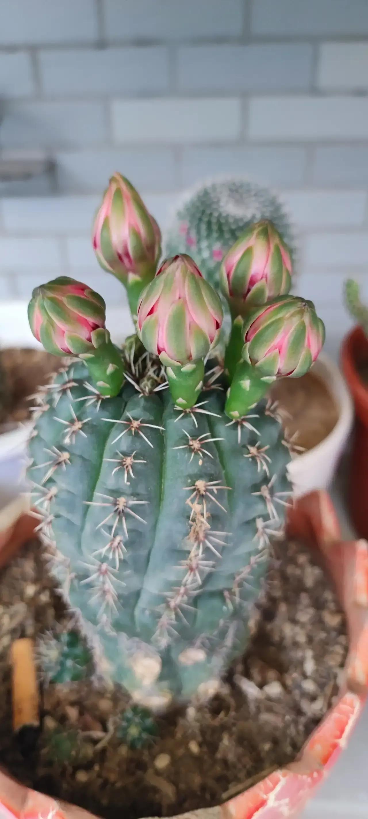 层云仙人球,仙人球开花