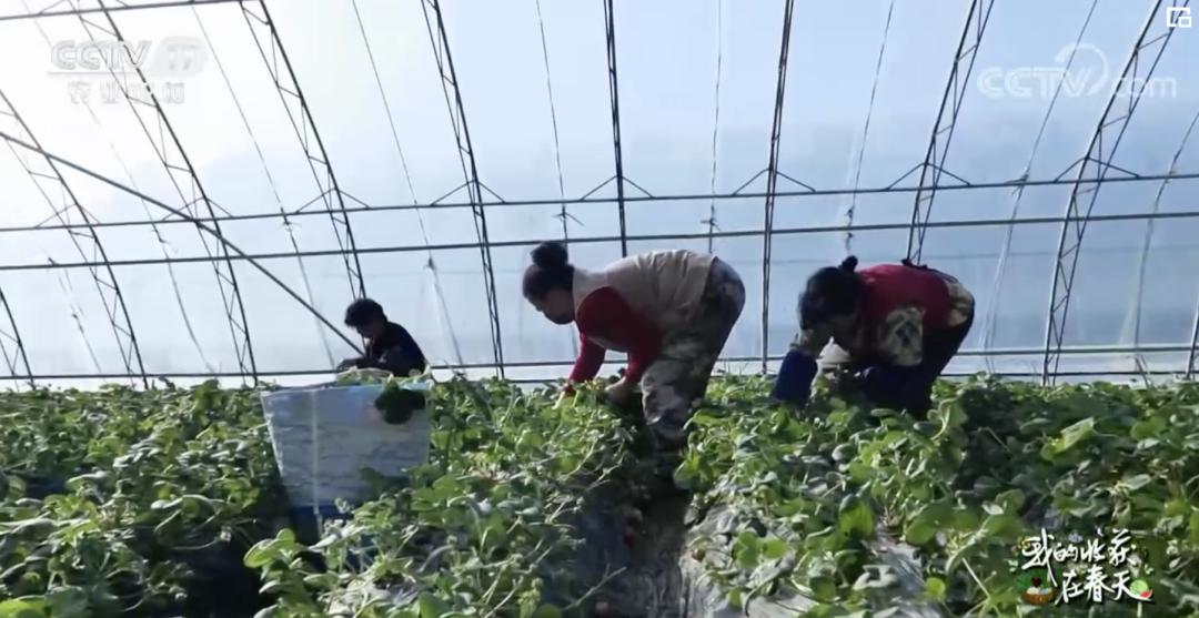 丹东九九草莓和红颜区别,丹东九九草莓新品