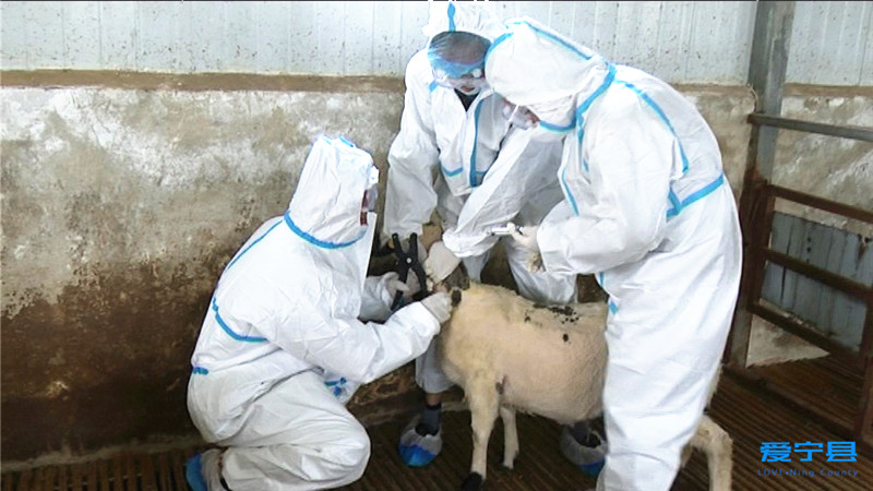 春季动物防疫工作开展情况,甘肃庆阳宁县防疫最新消息