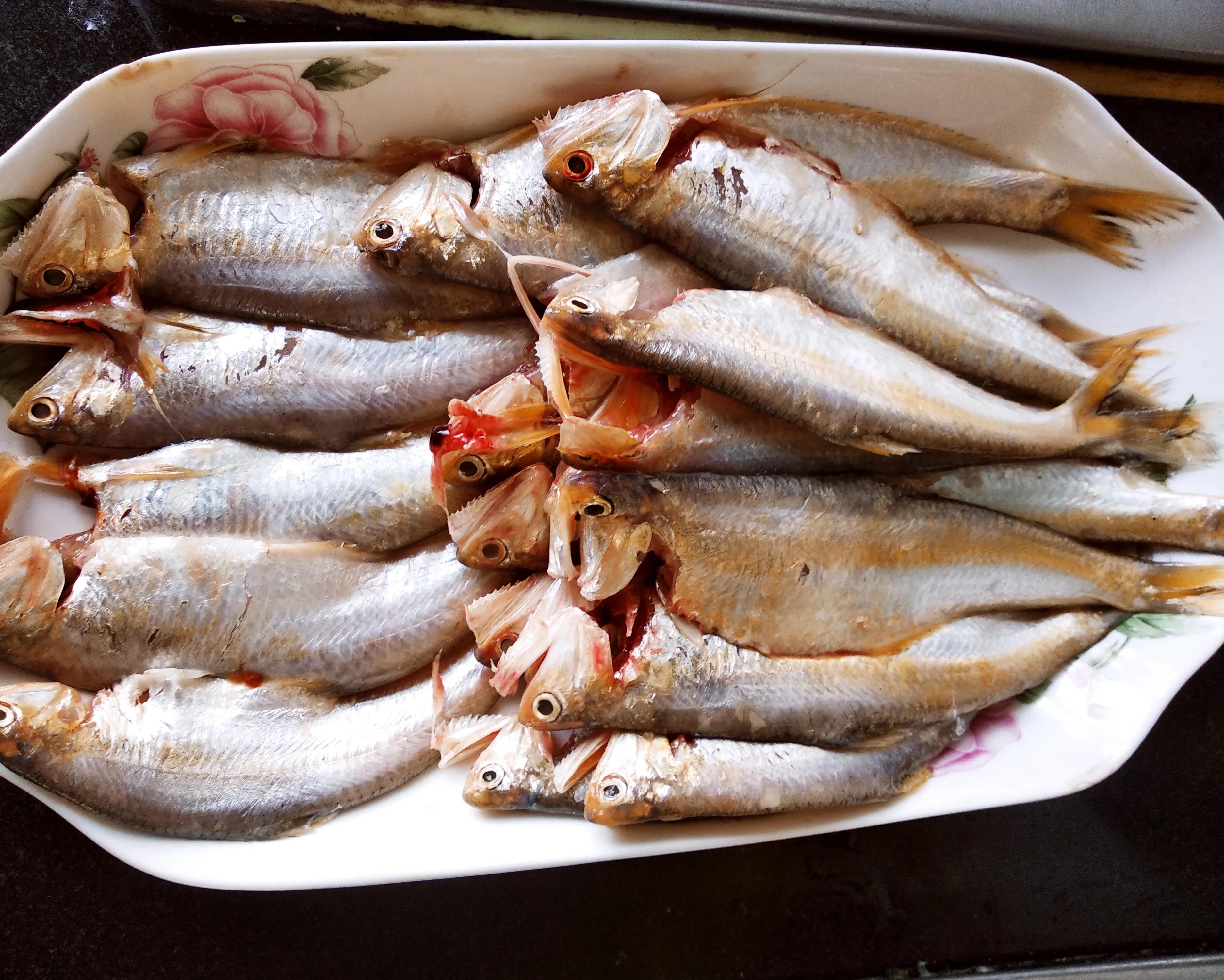 15种常见的海鱼,100种常见食用海鱼图谱