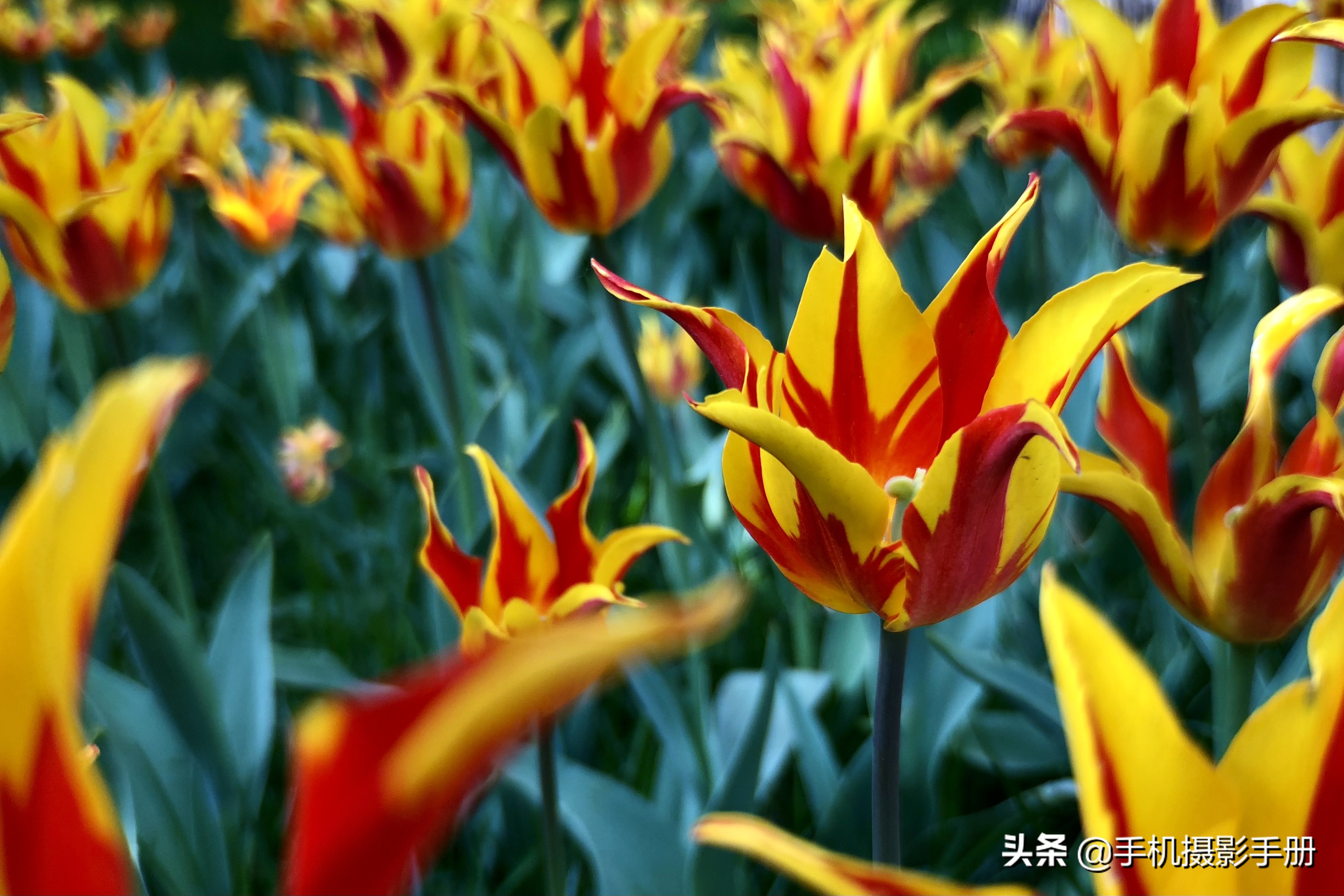 华为手机摄影教程由入门到精通,苹果手机摄影教程由入门到精通