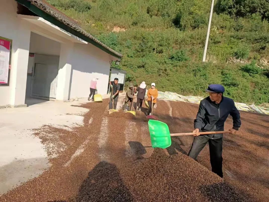 庆丰收·迎盛会|黄渚镇：小松子变身致富“金种子”