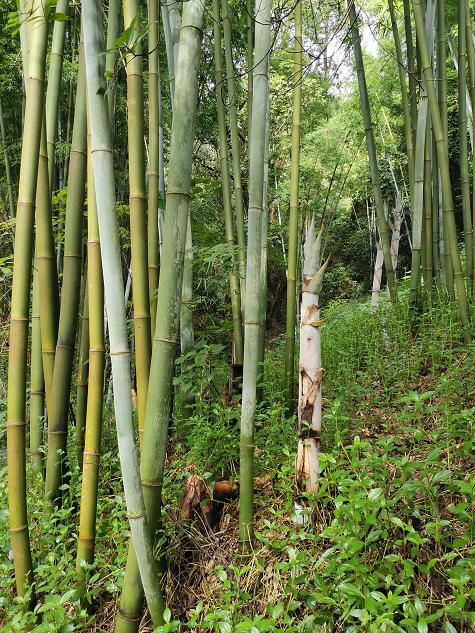 刘柏荣|豪*欲情**把春留住:花困东君酒点唇(原创诗词十首)