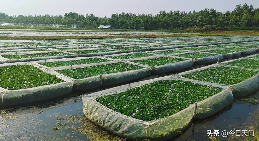 河南南阳养蚂蟥一年赚多少钱,养殖5万条蚂蟥回本