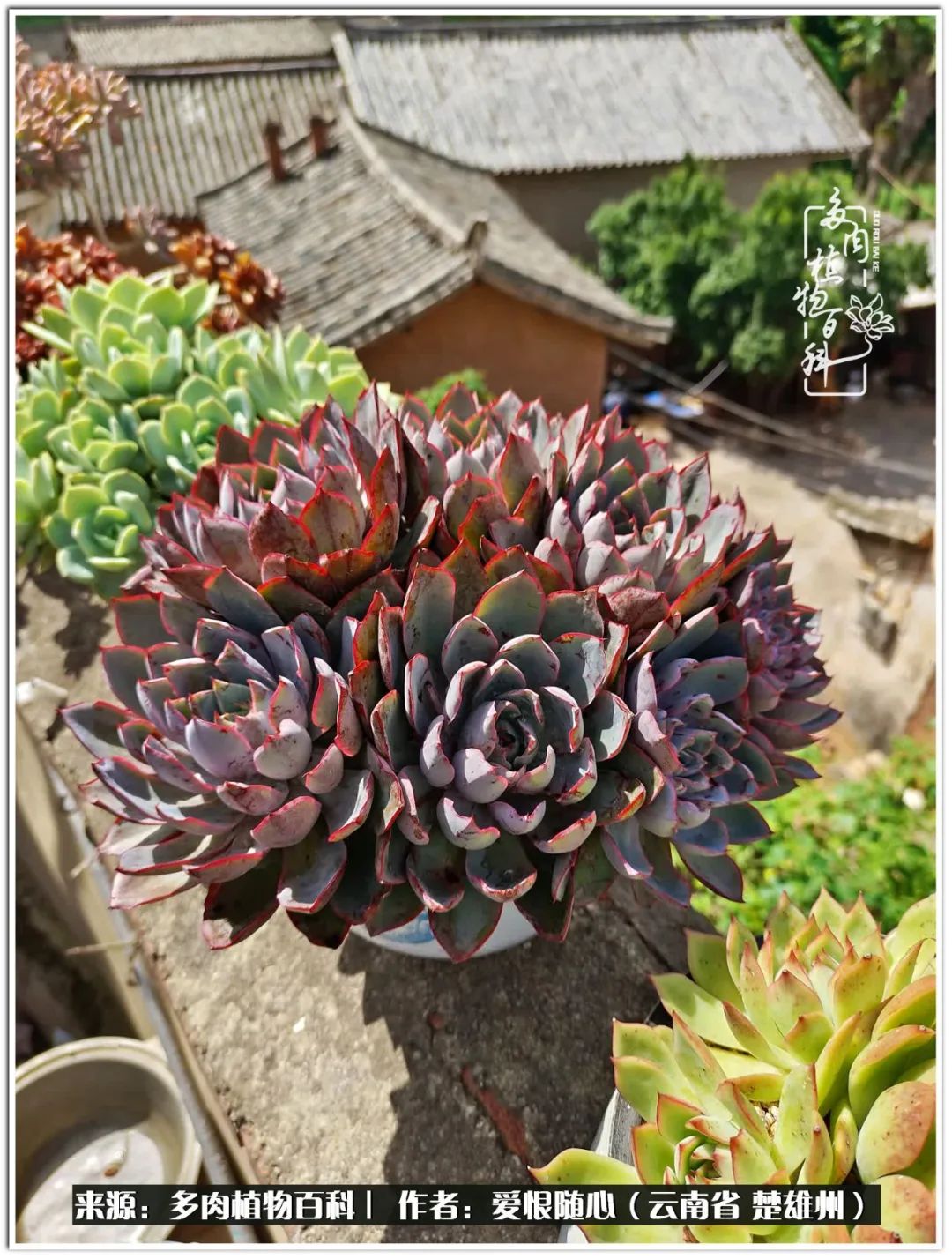 用心种好每一棵多肉,每一棵多肉都是独一无二的