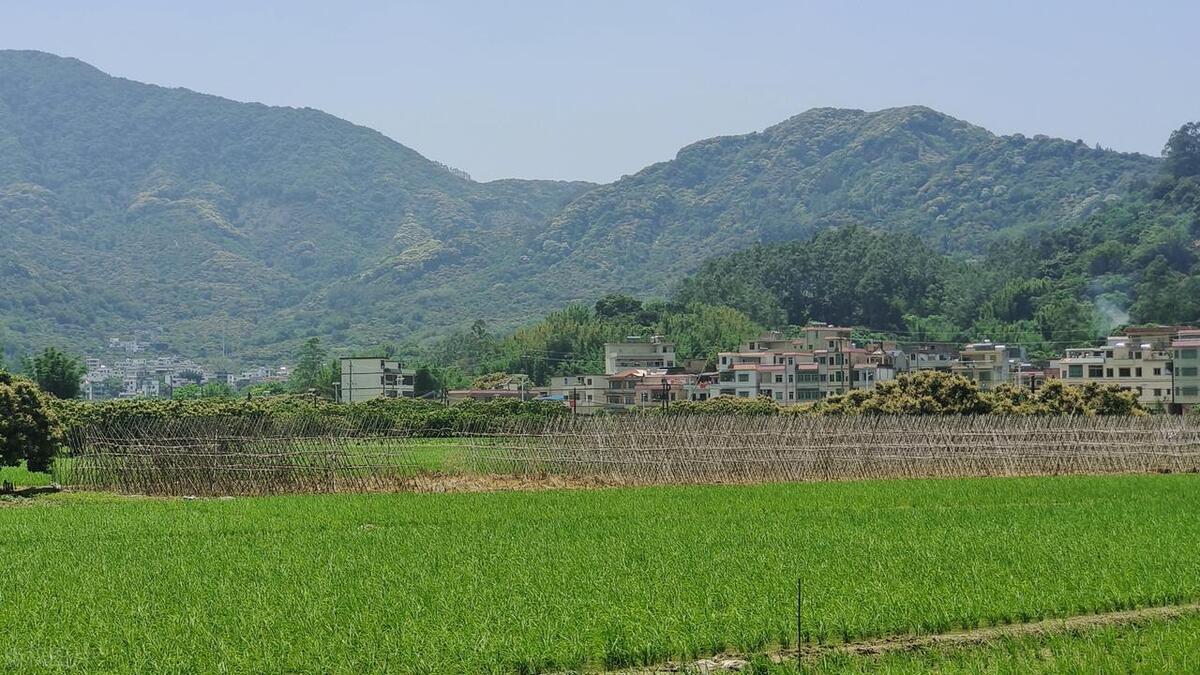 广州摘荔枝一日游最佳路线,从化自驾游荔枝采摘园