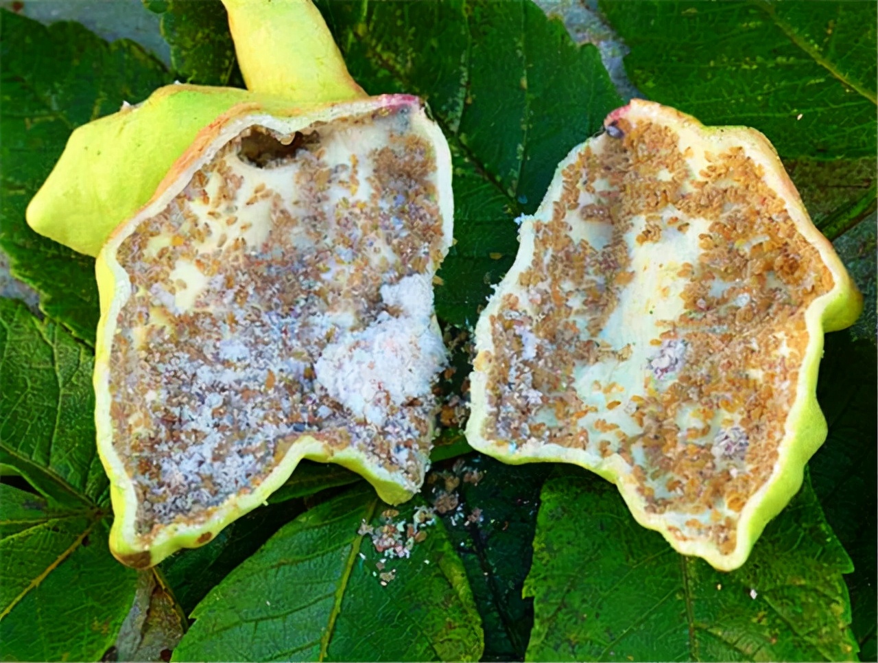 农村一种树全身都是宝,农村一种树花里面很多虫