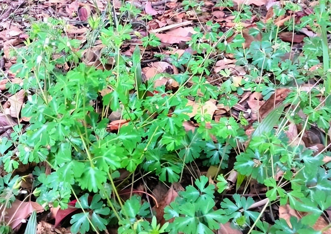 过去农村娃常挖来卖钱的6种植物，零花钱全靠它们，你认识几种