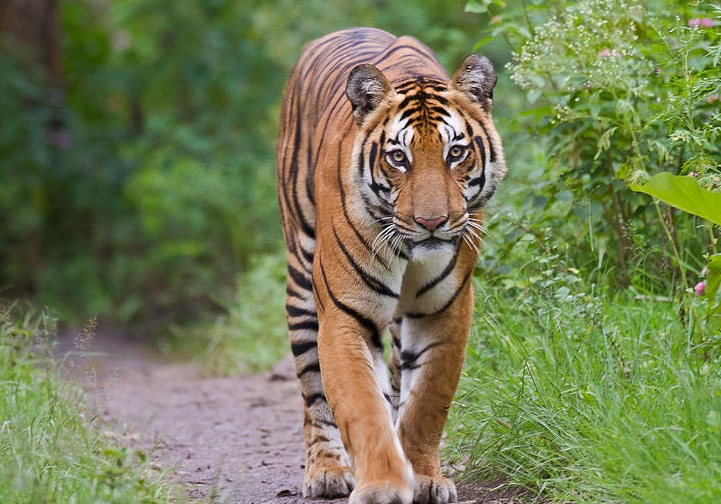 古罗马巴巴里狮vs孟加拉虎,孟加拉虎与巴巴里狮哪个厉害