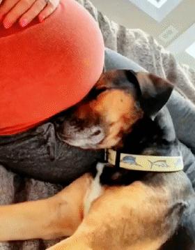 狗狗听主人胎动很惊讶,狗狗听胎动惊讶