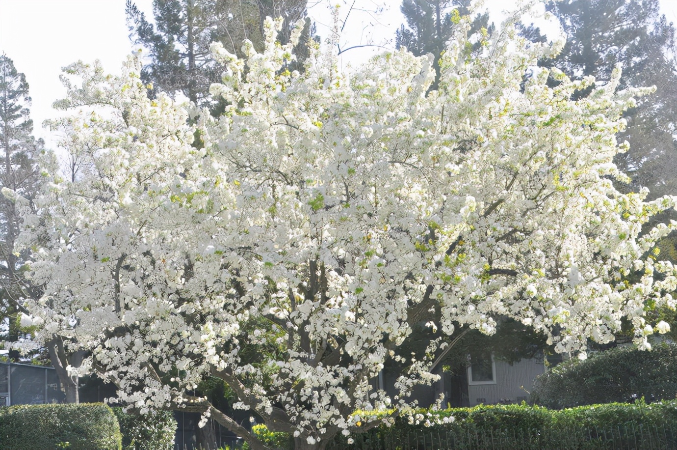 视觉盛宴五种赏花名花供您选择,春天十种最美的花介绍