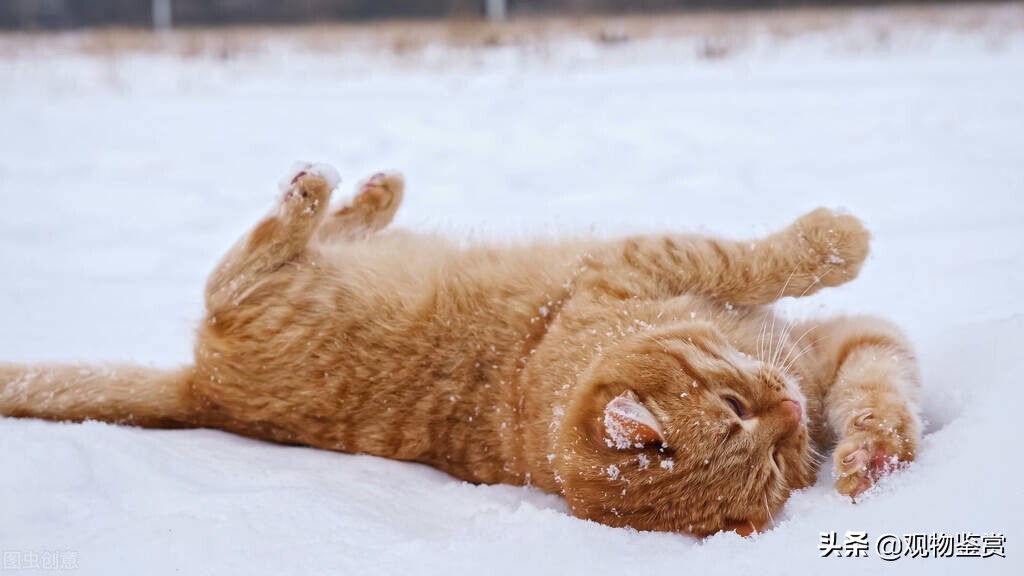 气温热猫会掉毛严重吗,猫为什么冬天会冻死