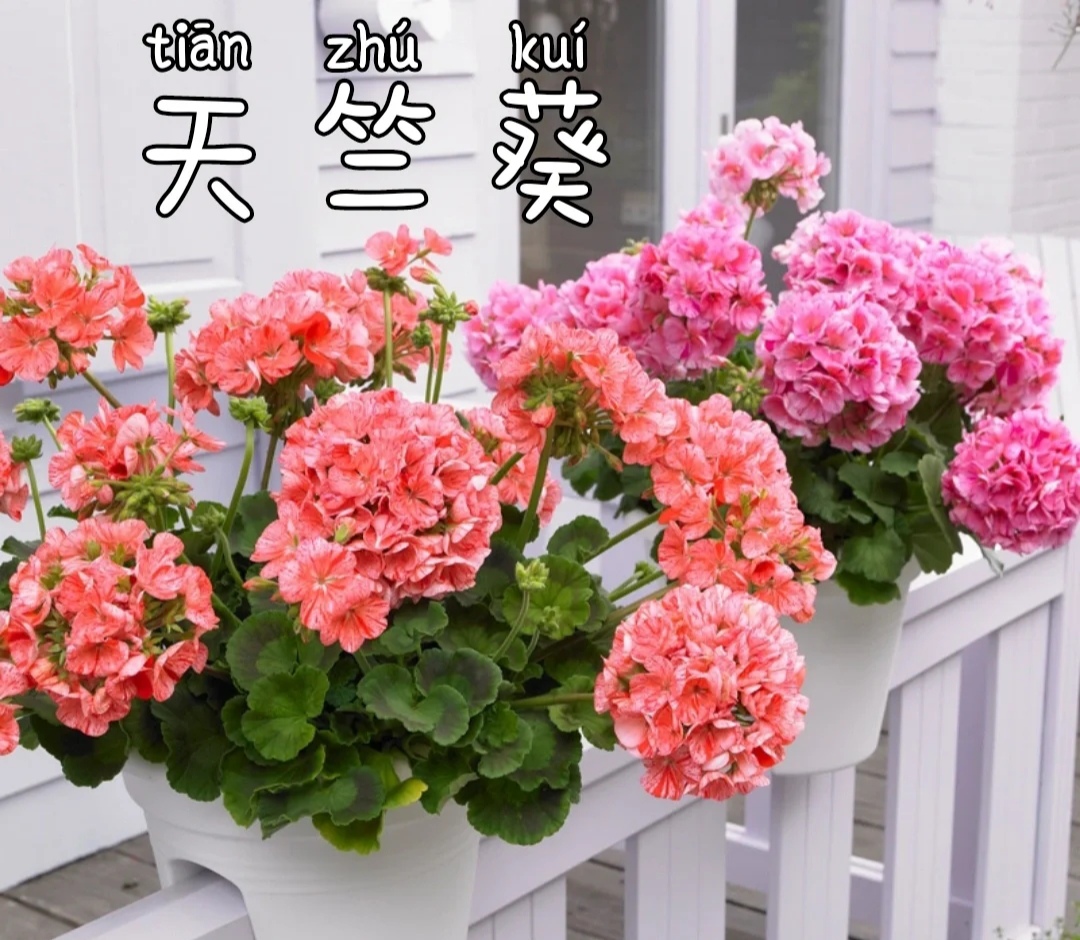 100个阳台养什么花好,100种阳台养的花草