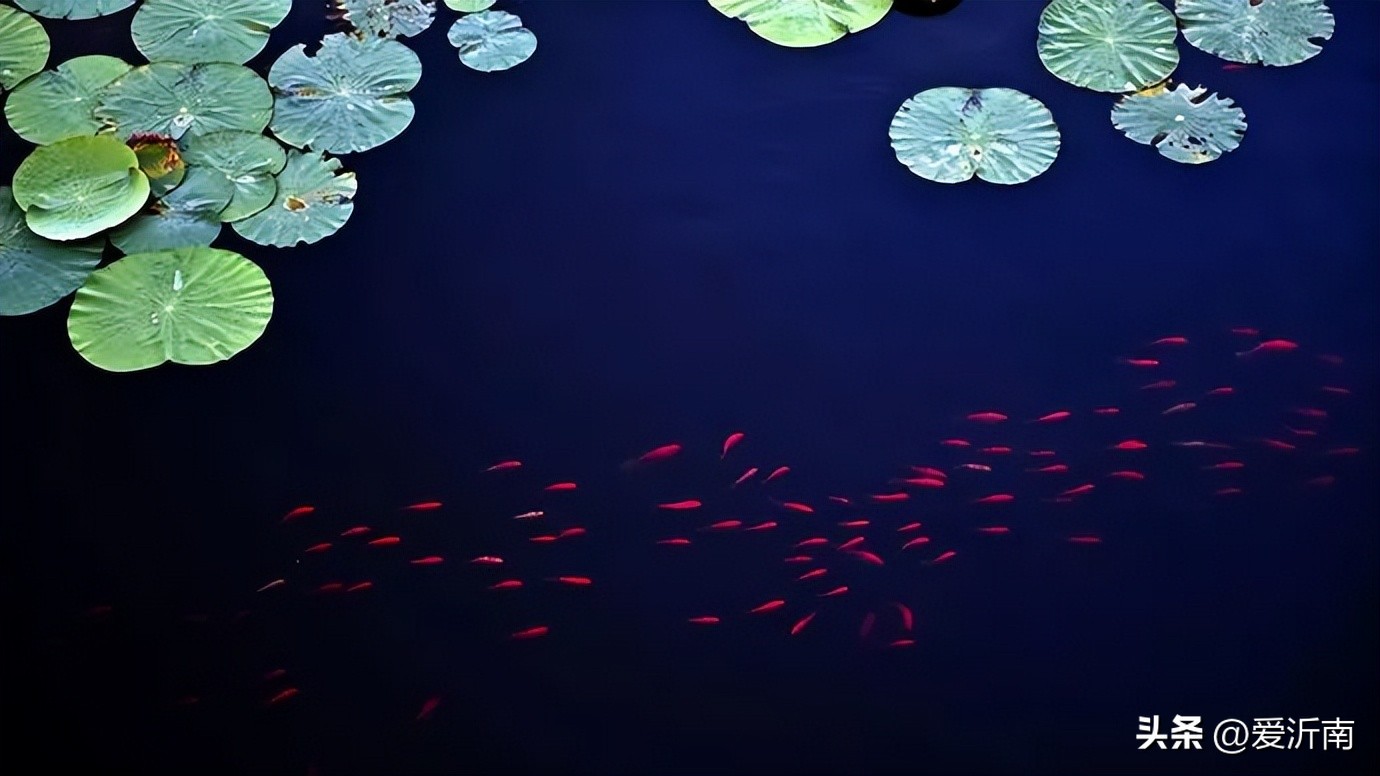 十首绝美夏天诗词大全,微雨过小荷翻榴花开欲然全诗