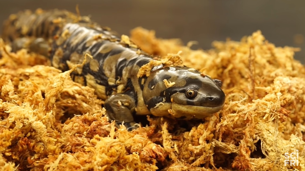 全员雌性，靠偷别人的精子繁衍后代…这种动物让科学家都迷惑了