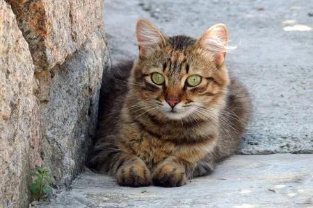 家中这七种动物不请自来是吉兆,哪几种动物进家就有福了