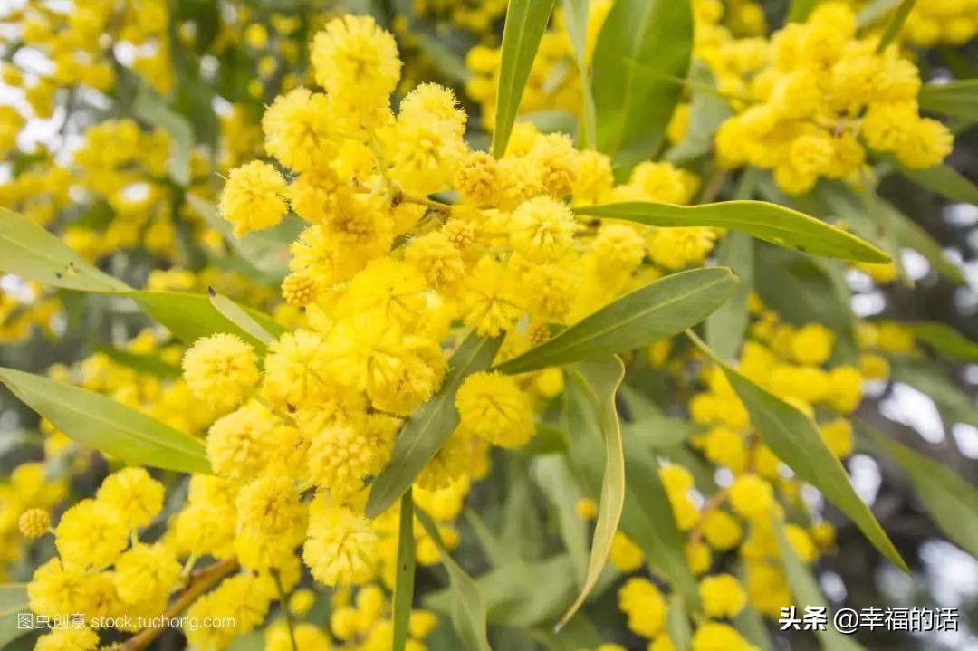 英国国花世界各国的国花,各种国家的国花大全
