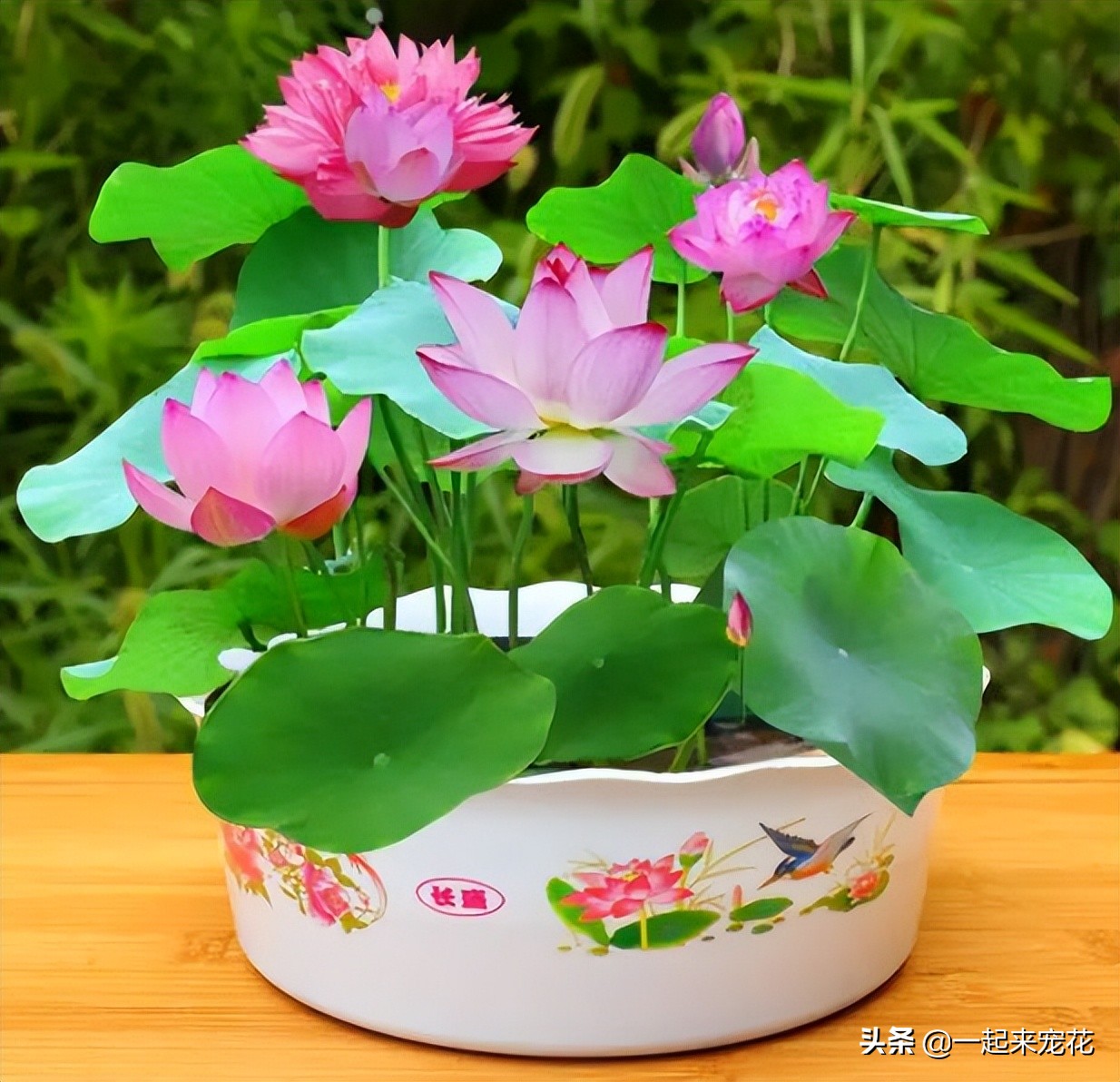 哪些花夏天要注意浇水养护,4种花不浇水才长得旺