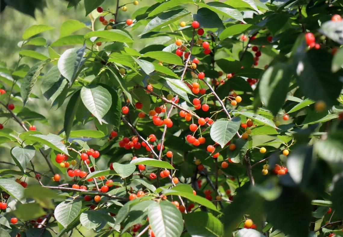 夏天有吃不完的时令水果,夏天过夏必备食物