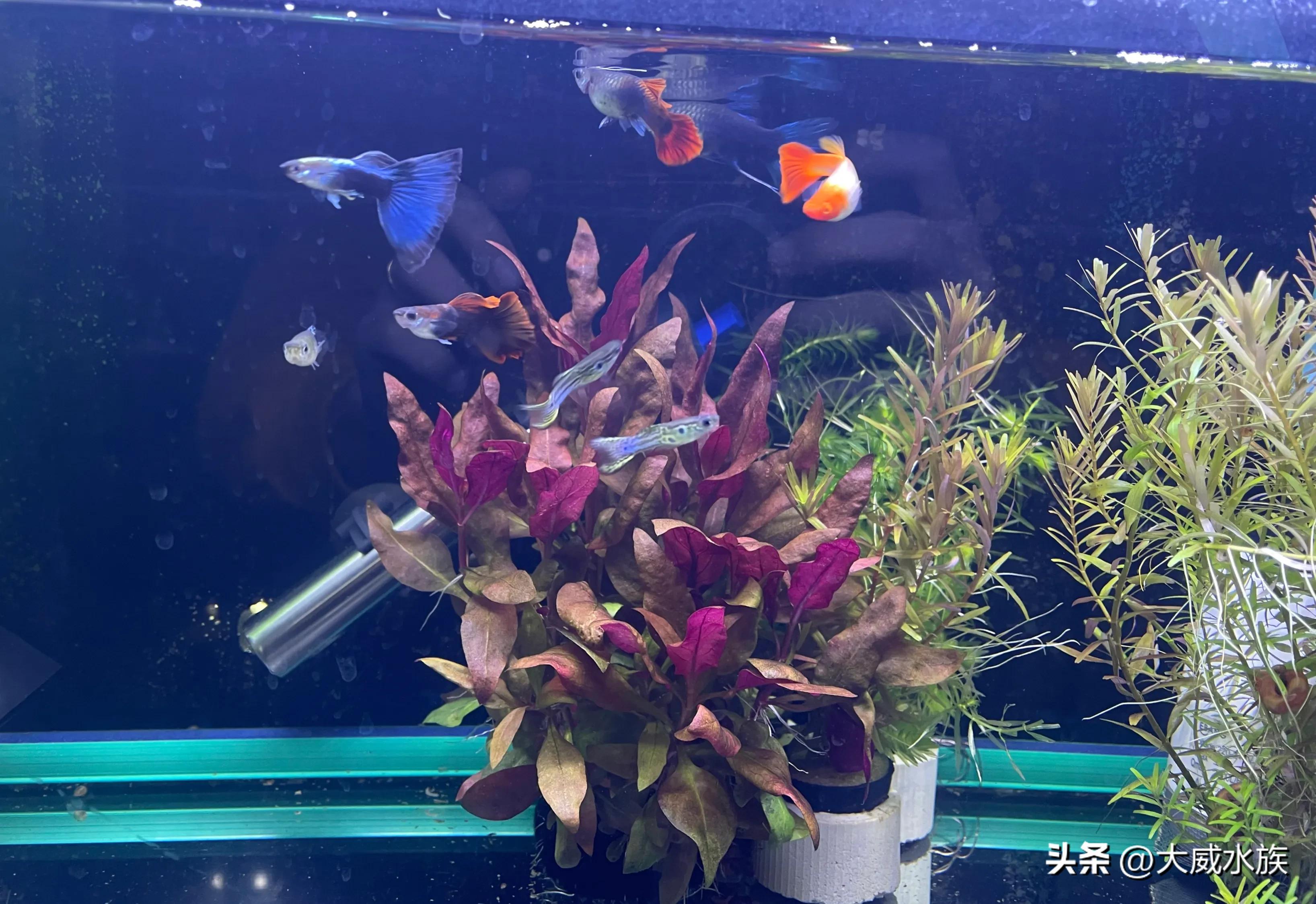 孔雀鱼小鱼苗该怎么预防生病,孔雀鱼在鱼缸里生病怎么办