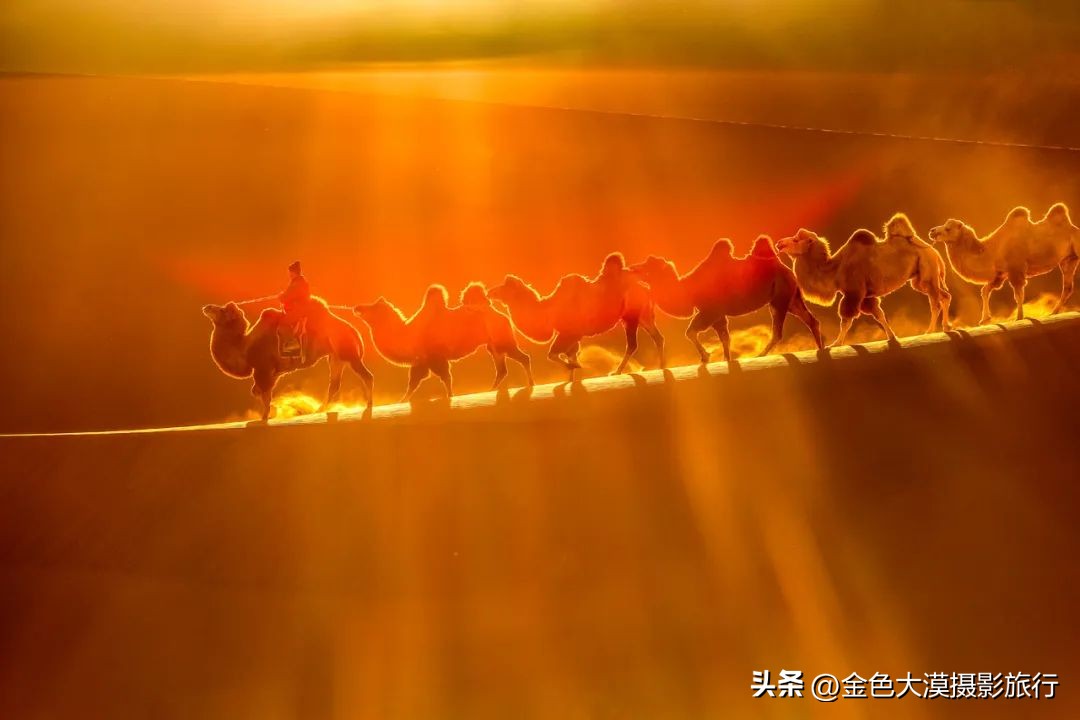 额济纳赏胡杨视频,赤峰额济纳赏胡杨