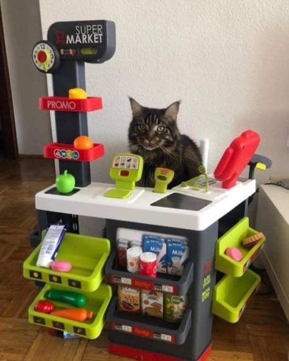 盘点那些奇怪的小猫咪搞笑的日常,盘点那些奇怪的小猫咪