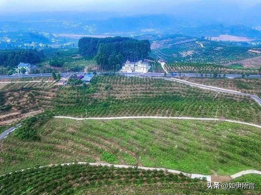 从白领到果二代，依托晚熟优势，回家创业打响丹棱桔橙招牌