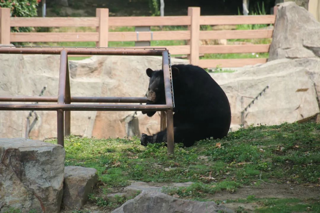 淮安动物园位置,淮安动物园多大面积
