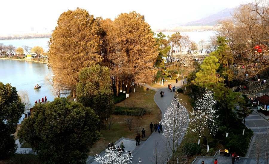 明孝陵水杉网红打卡,南京明城墙惊艳